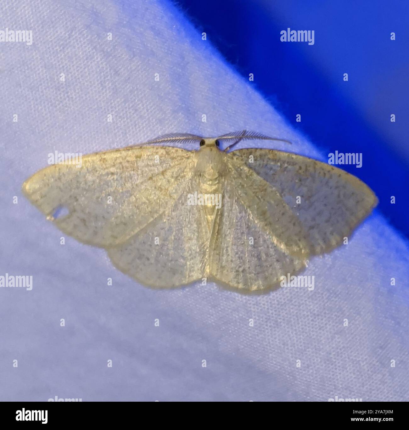 Geometer Insect Geometer Moths (Geometridae) Insecta Stock Photo - Alamy