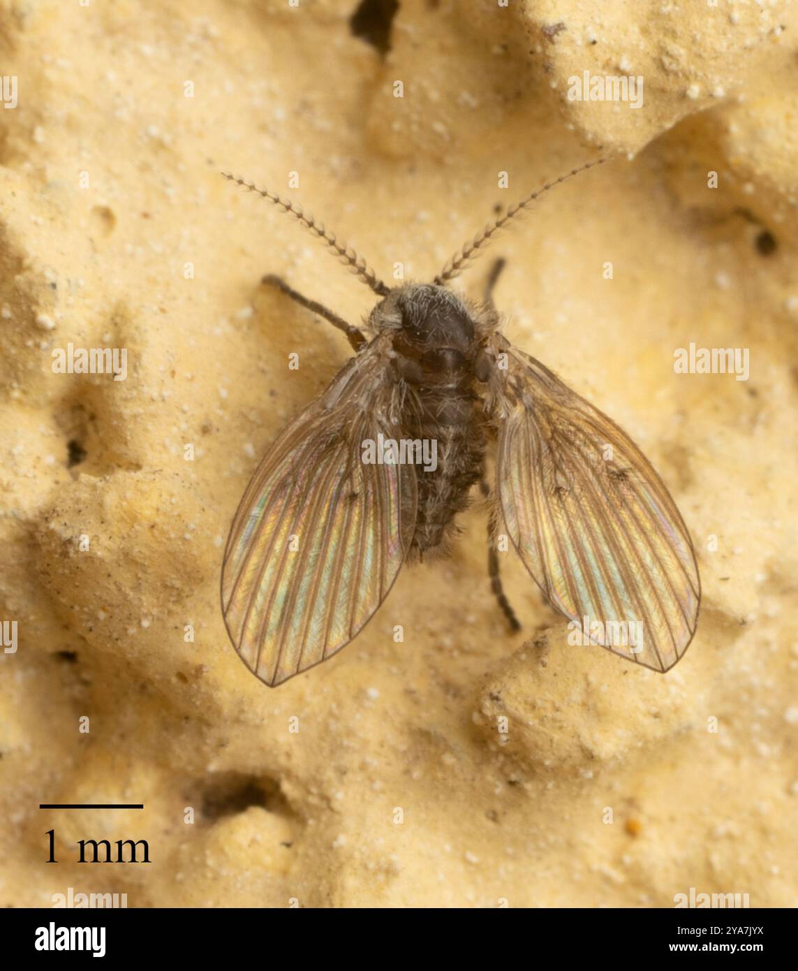 Bathroom Moth Fly (Clogmia albipunctata) Insecta Stock Photo - Alamy