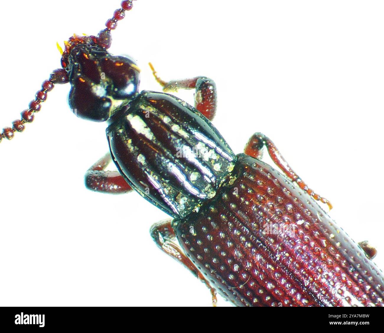Wrinkly Insect Omoglymmius hi-res stock photography and images - Alamy