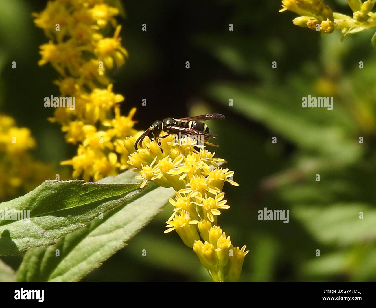 Bramble Mason Wasp (Ancistrocerus adiabatus) Insecta Stock Photo - Alamy