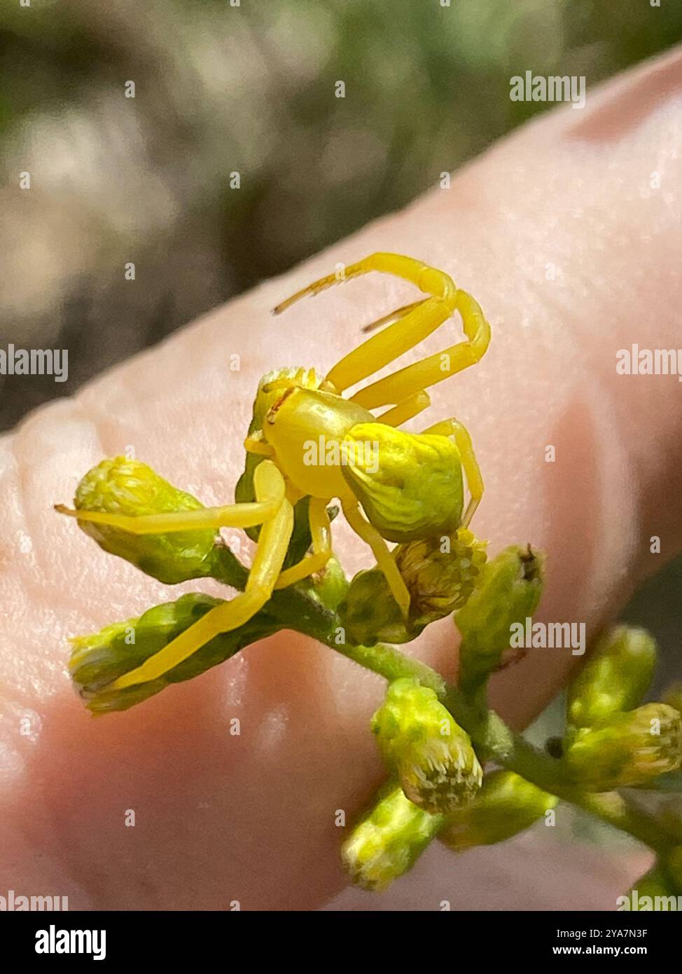 White-banded Crab Spider (Misumenoides formosipes) Arachnida Stock