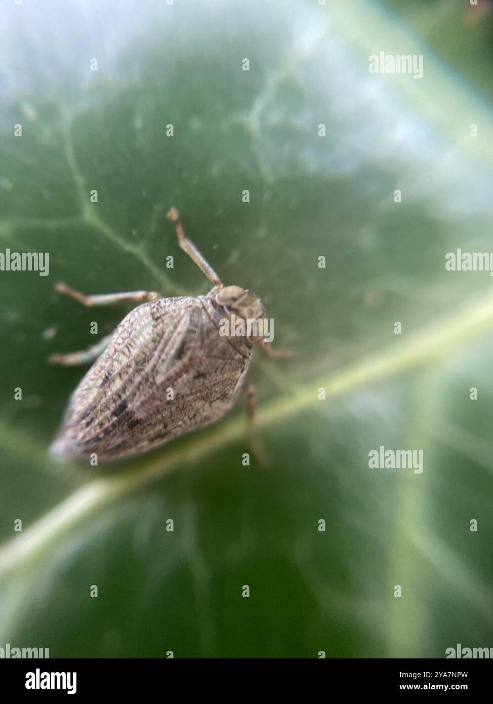(Issus coleoptratus) Insecta Stock Photo - Alamy