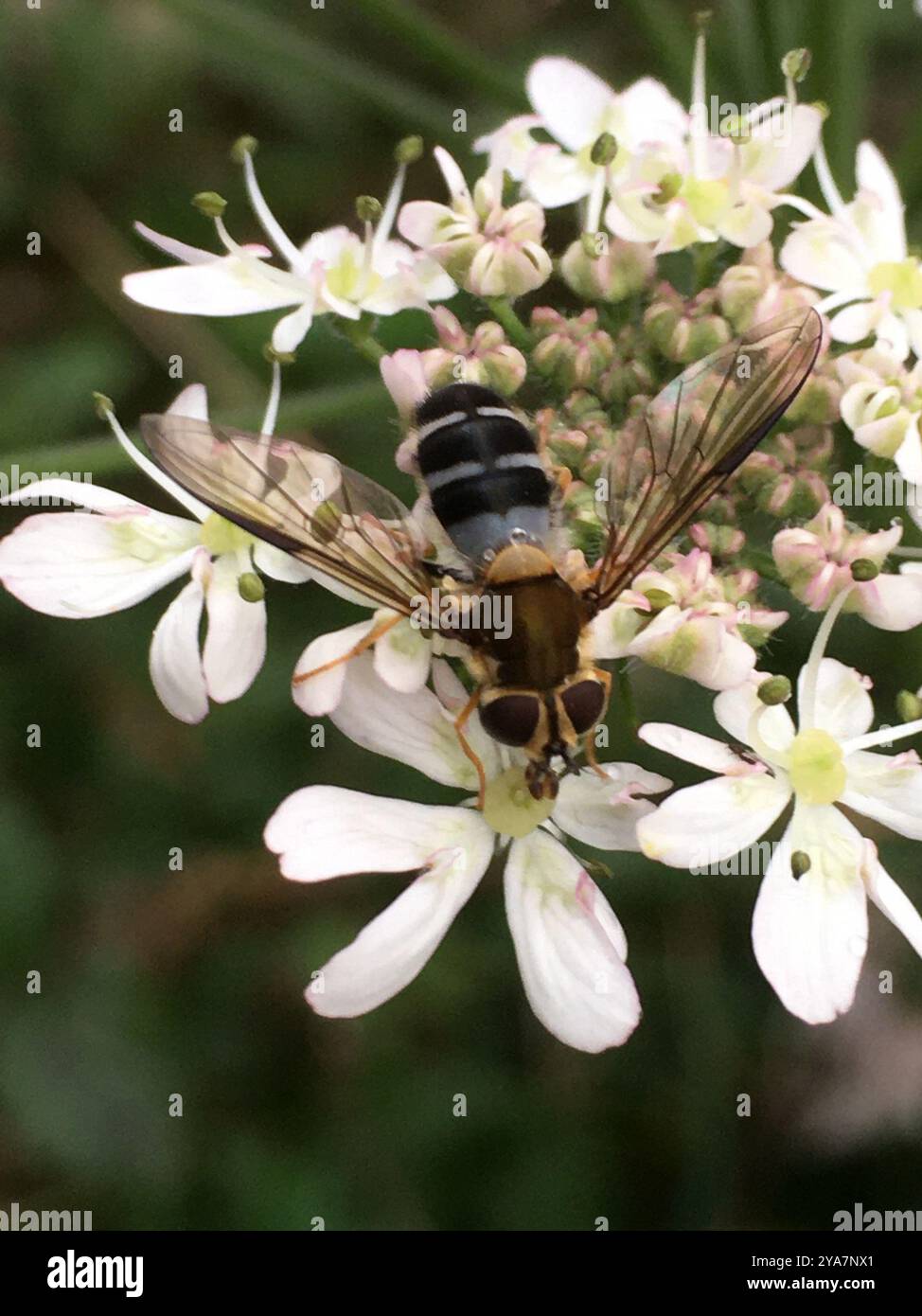 Pale Insect Pale-saddled Leucozona (Leucozona glaucia) Insecta Stock Photo - Alamy