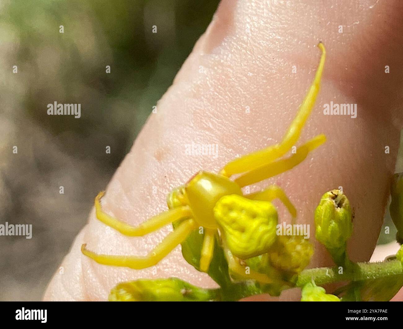 White-banded Crab Spider (Misumenoides formosipes) Arachnida Stock