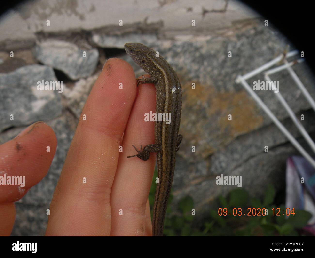 Schreibers' Many-fingered Teiid (Cercosaura schreibersii) Reptilia Stock Photo