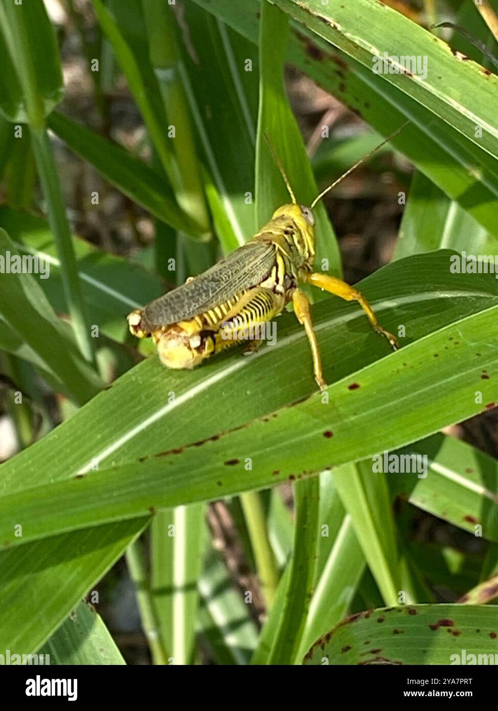 Differential Grasshopper (Melanoplus differentialis) Insecta Stock ...