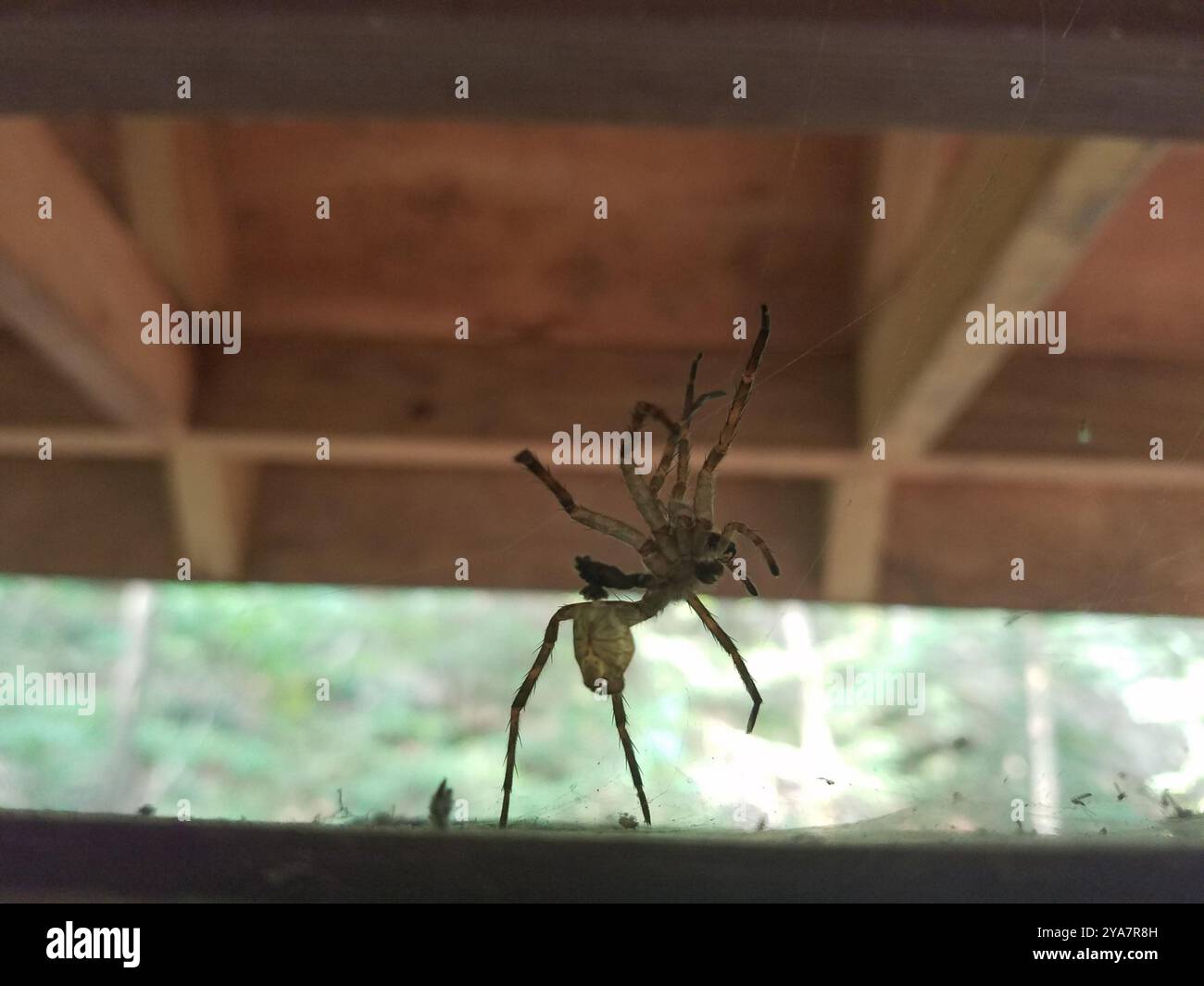 Dark Fishing Spider (Dolomedes tenebrosus) Arachnida Stock Photo - Alamy