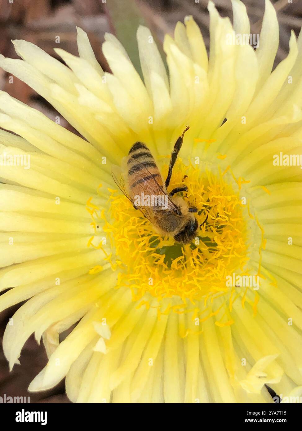 Western Honey Bee (Apis mellifera) Insecta Stock Photo - Alamy