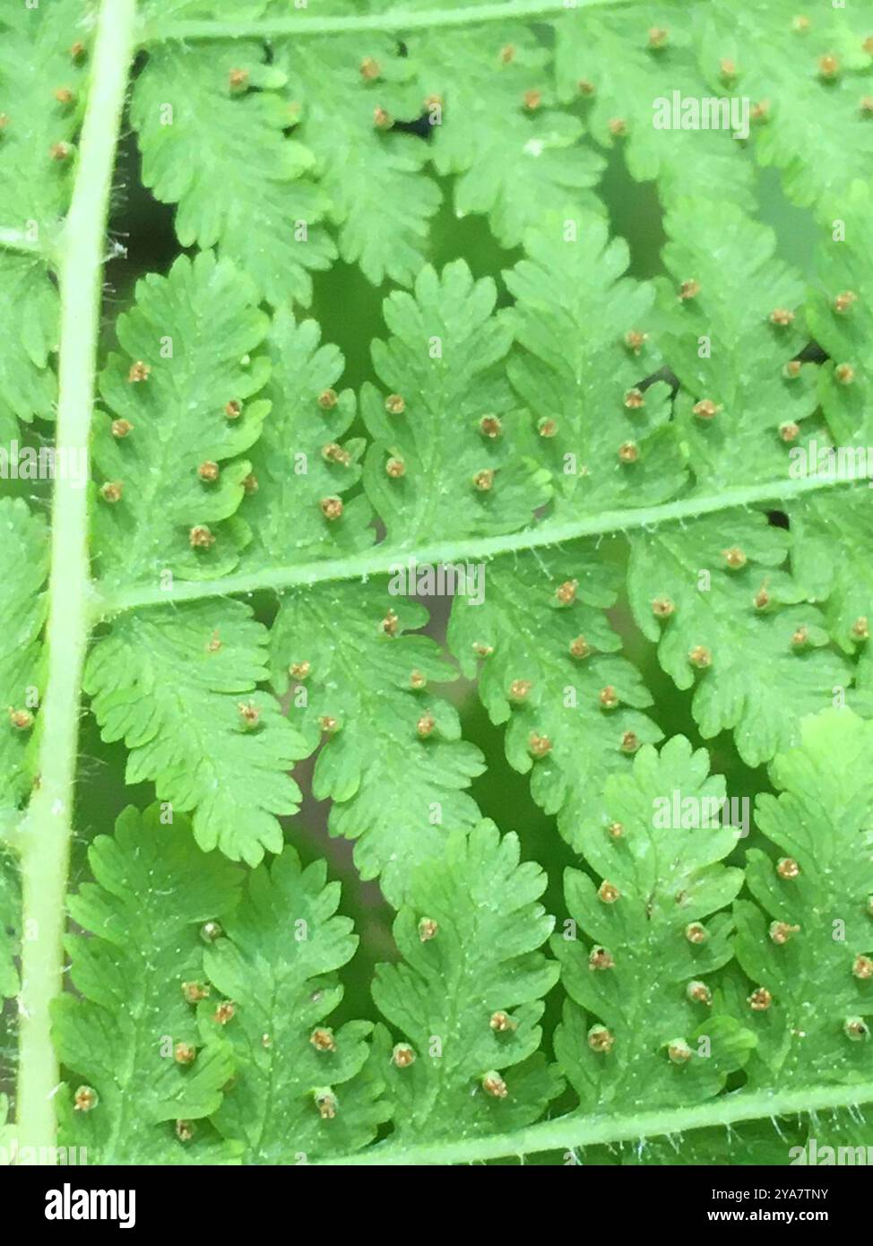 A stand of Hay-scented Fern, Dennstaedtia punctilobula, grows in a pool A stand of Hay-scented Fern, Dennstaedtia punctilobula, grows in a pool