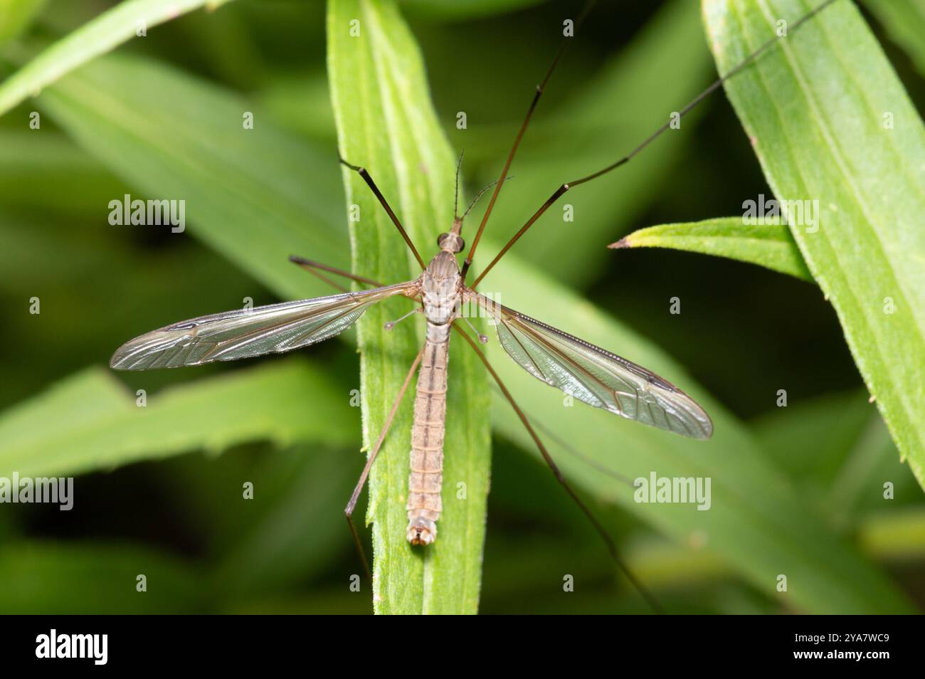 Common Crane Flies (Tipula) Insecta Stock Photo - Alamy