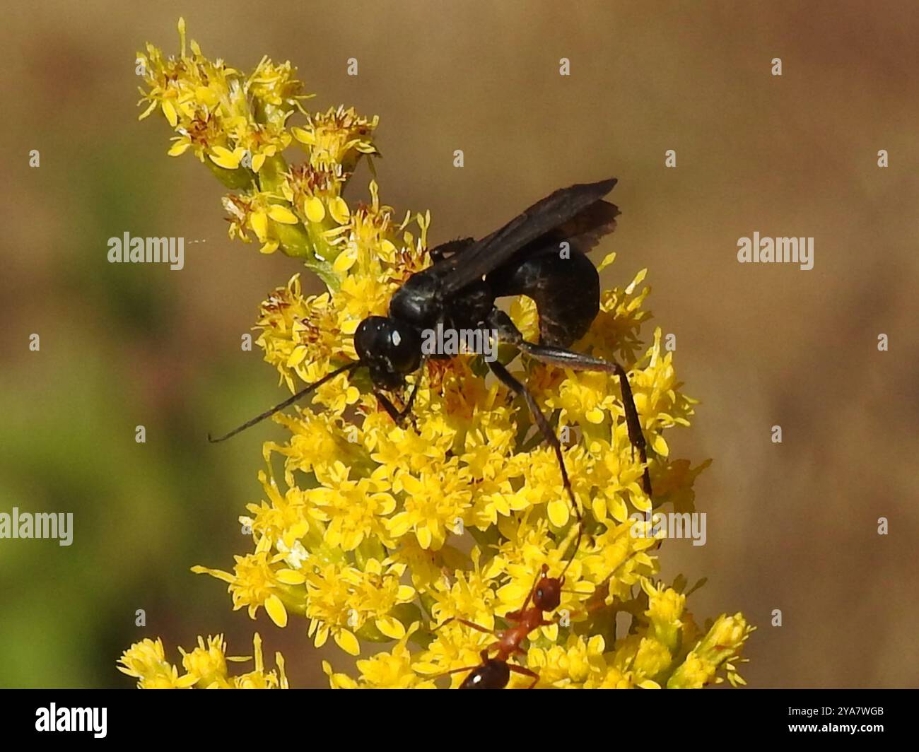 Blue-black Spider Wasps (Anoplius) Insecta Stock Photo - Alamy
