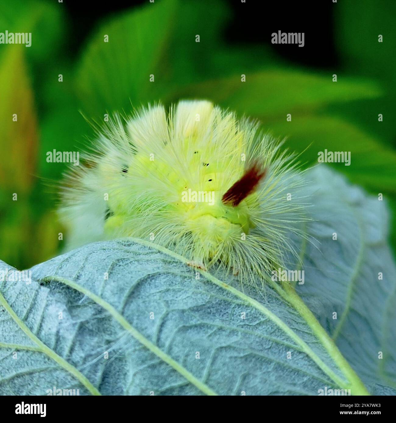 Pale Insect Pale Tussock Moth (Calliteara pudibunda) Insecta Stock Photo - Alamy