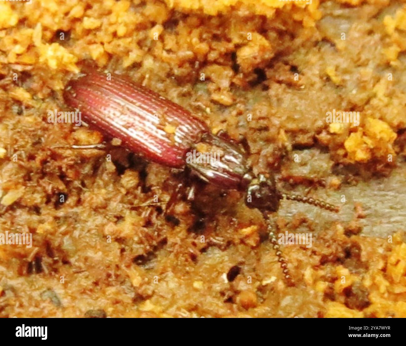 Wrinkly Insect Omoglymmius hi-res stock photography and images - Alamy