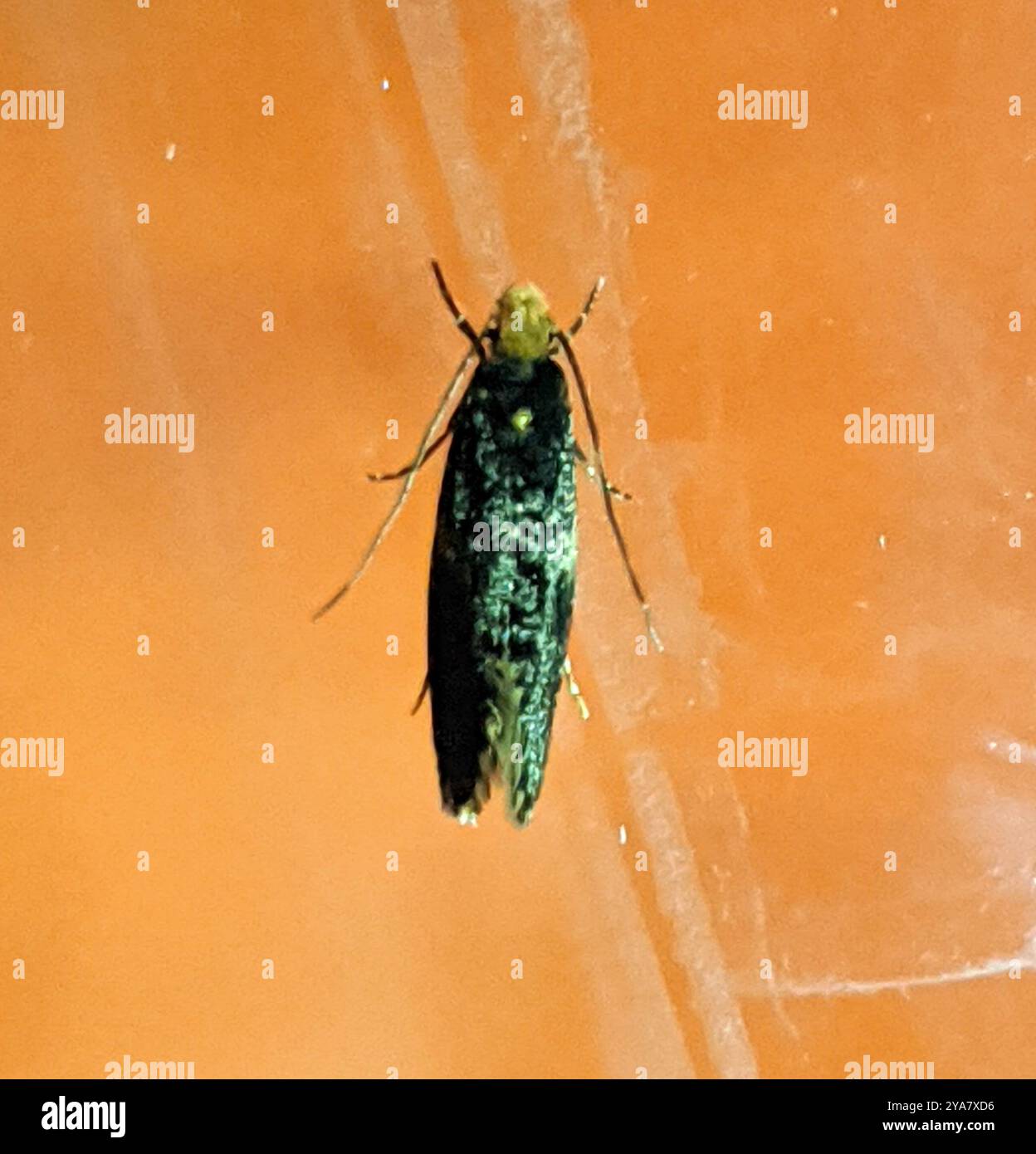 Carrion Inset Carrion Moth (Monopis weaverella) Insecta Stock Photo - Alamy