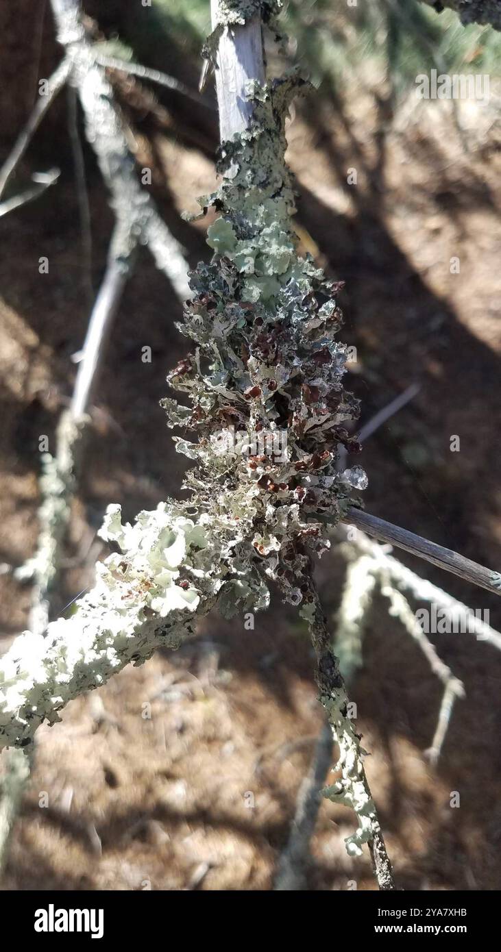 Crumpled rag lichen hi-res stock photography and images - Alamy