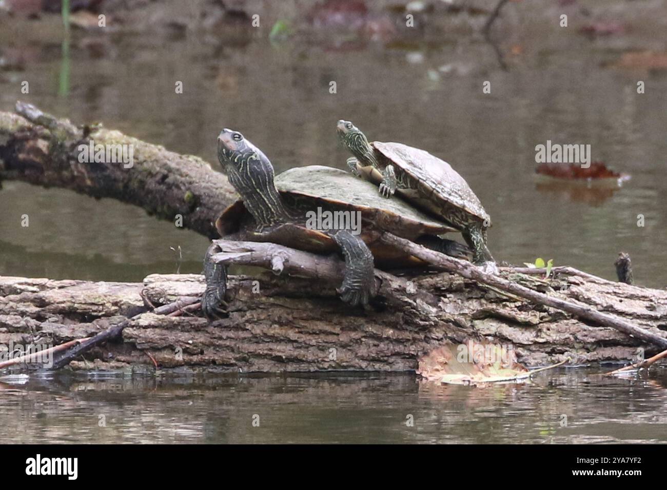 Northern Map Turtle (Graptemys geographica) Reptilia Stock Photo - Alamy