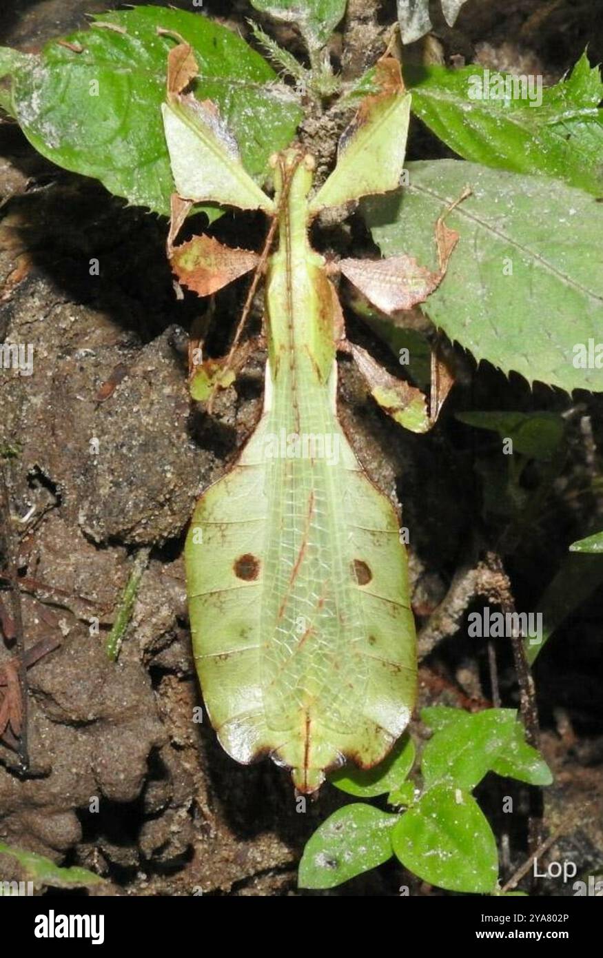 Pulchriphyllium hi-res stock photography and images - Alamy