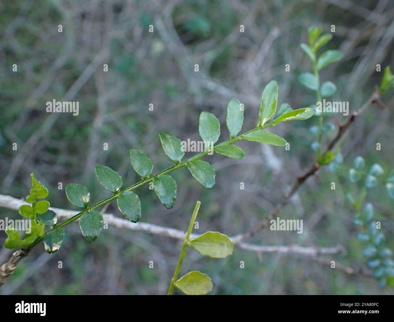 Small knobwood (Zanthoxylum capense) Plantae Stock Photo - Alamy