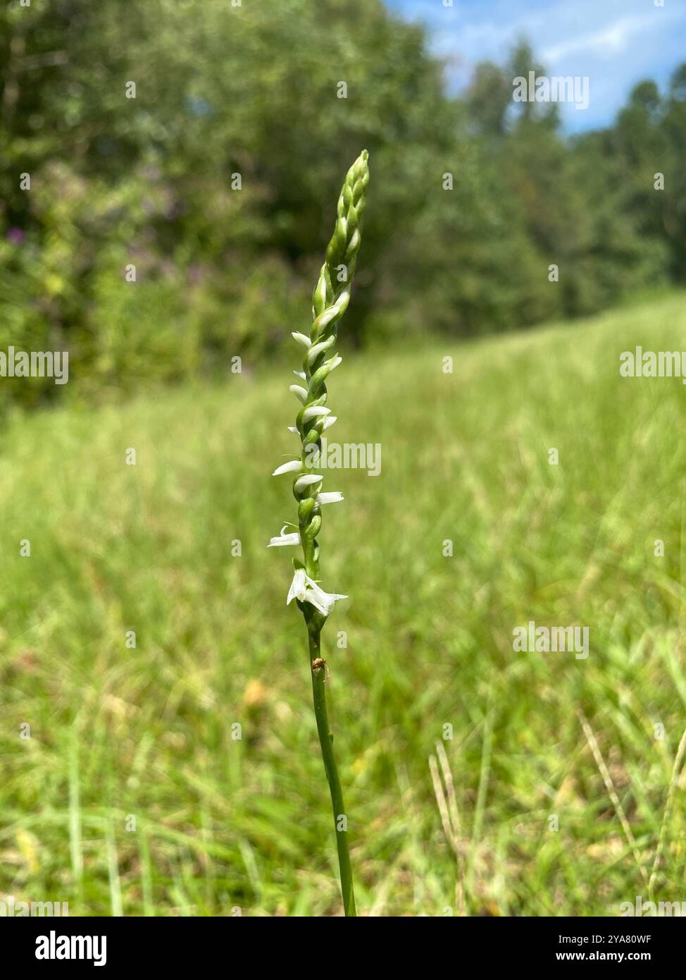 Southern Slender Ladies'-tresses (Spiranthes lacera gracilis) Plantae ...