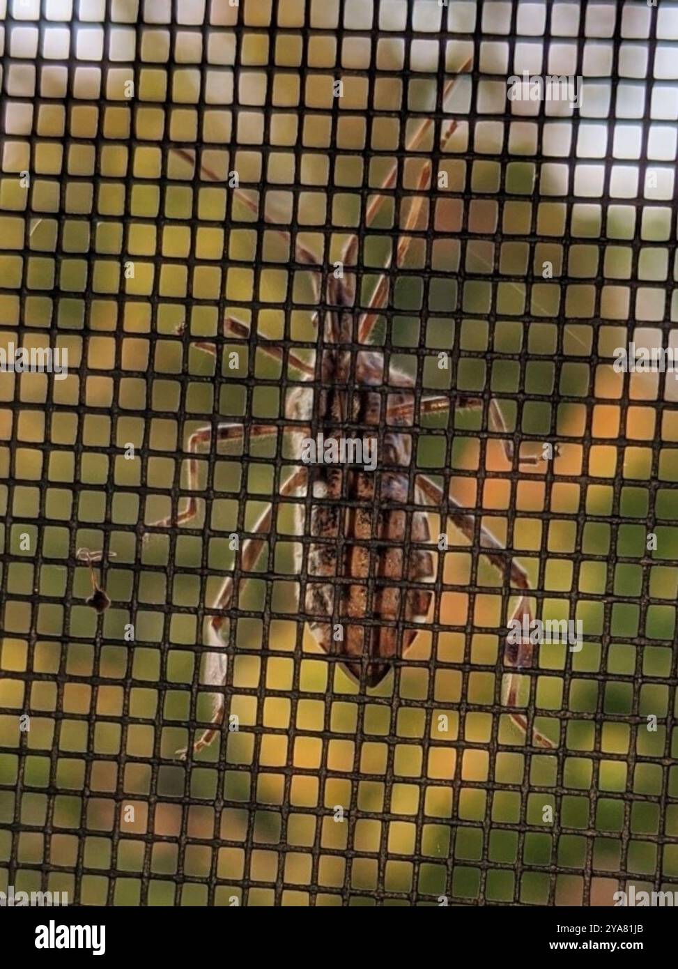 Western Samar Insect Western Conifer Seed Bug (Leptoglossus occidentalis) Insecta Stock ...