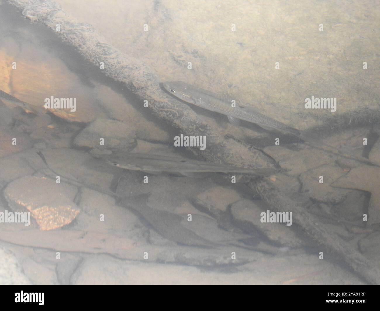 Creek Chub (Semotilus atromaculatus) Actinopterygii Stock Photo - Alamy