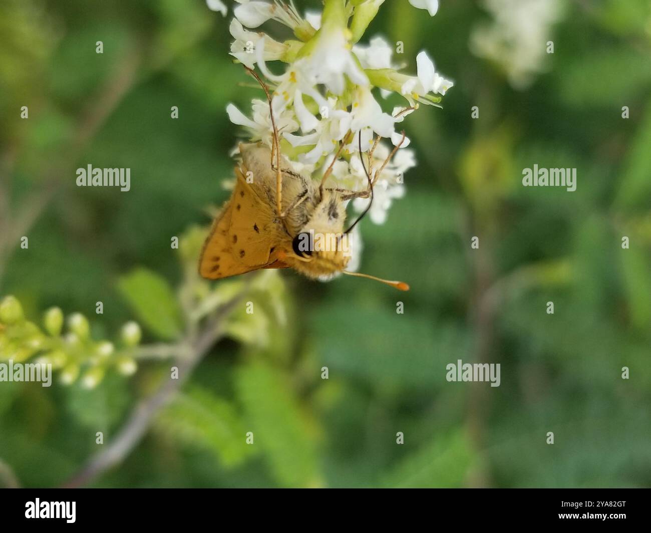 Fiery Skipper (Hylephila phyleus) Insecta Stock Photo - Alamy