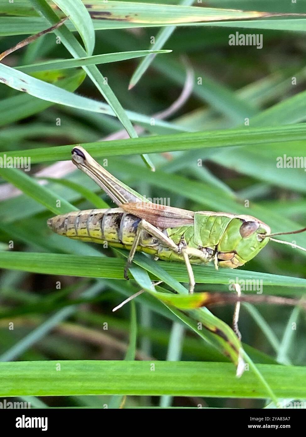 Meadow Grasshopper (Pseudochorthippus parallelus) Insecta Stock Photo ...