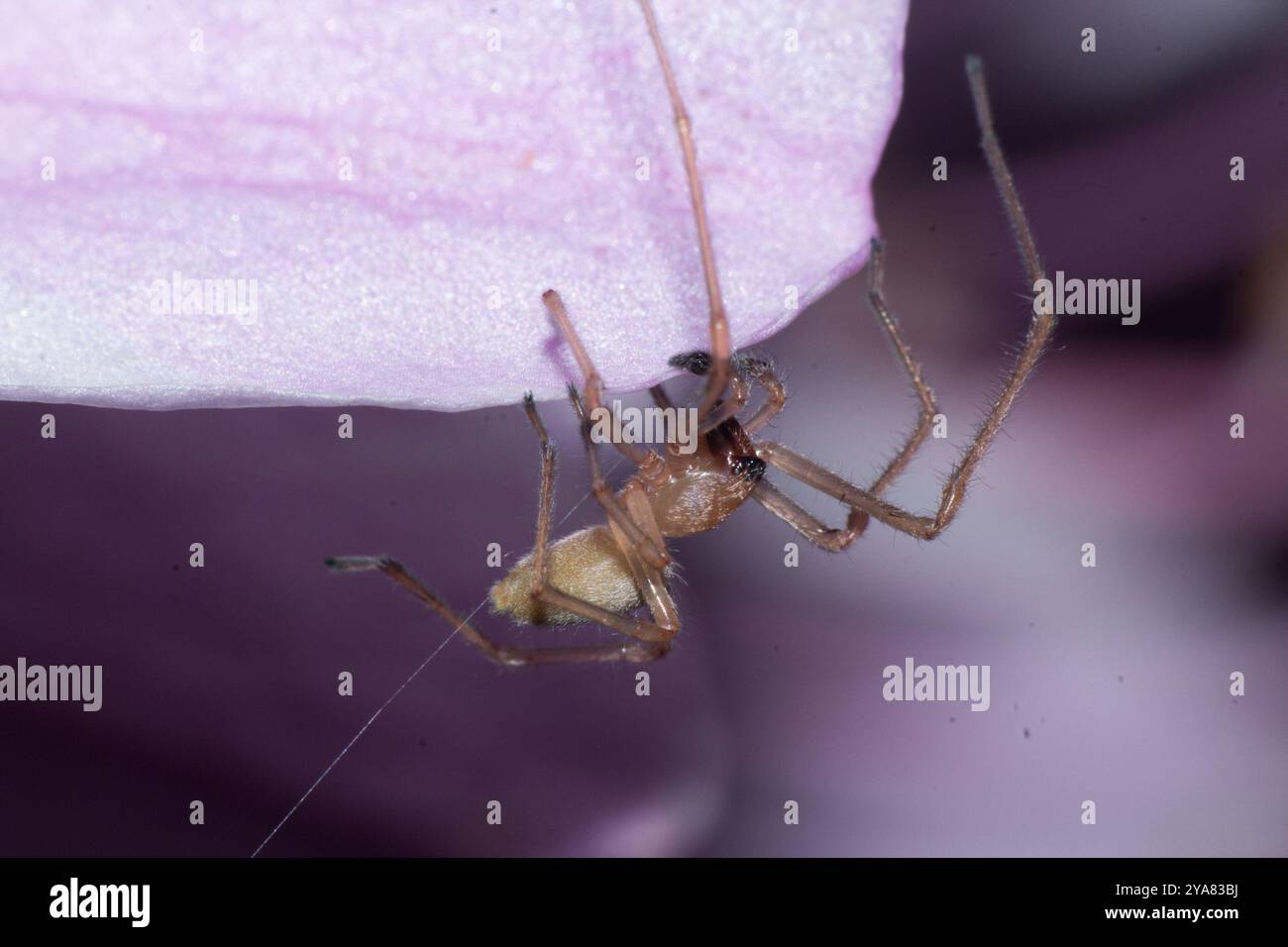 Agrarian Sac Spider (Cheiracanthium inclusum) Arachnida Stock Photo