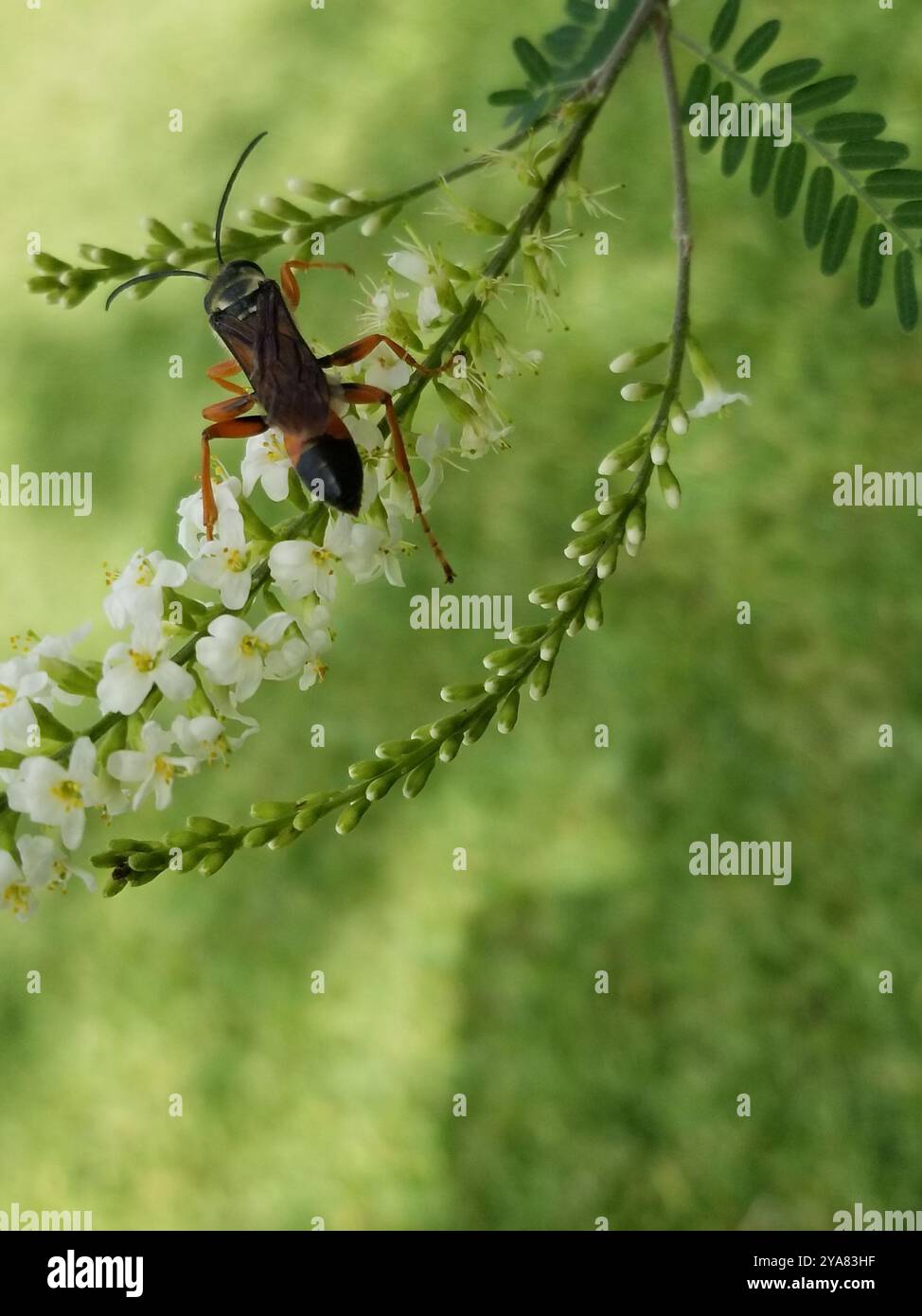 Great Golden Digger Wasp (Sphex ichneumoneus) Insecta Stock Photo - Alamy