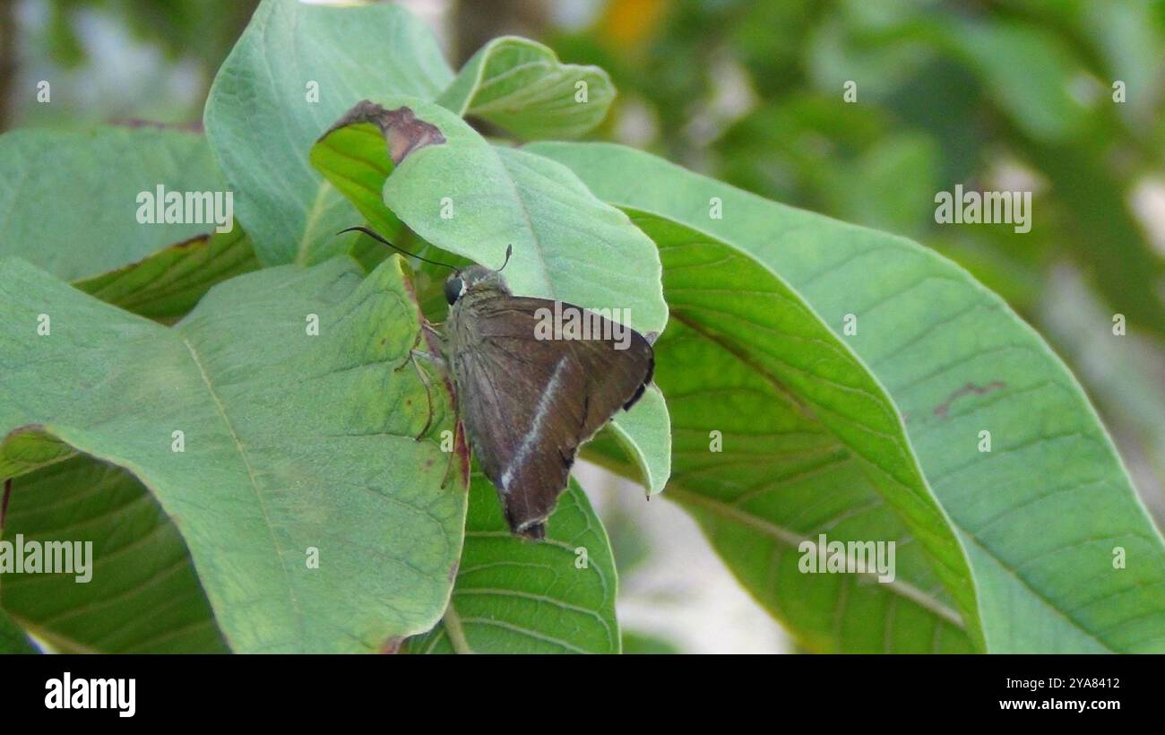Chromus hi-res stock photography and images - Alamy
