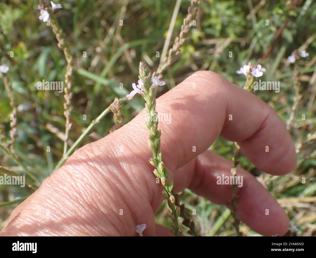 Common vervain (Verbena officinalis) Plantae Stock Photo - Alamy