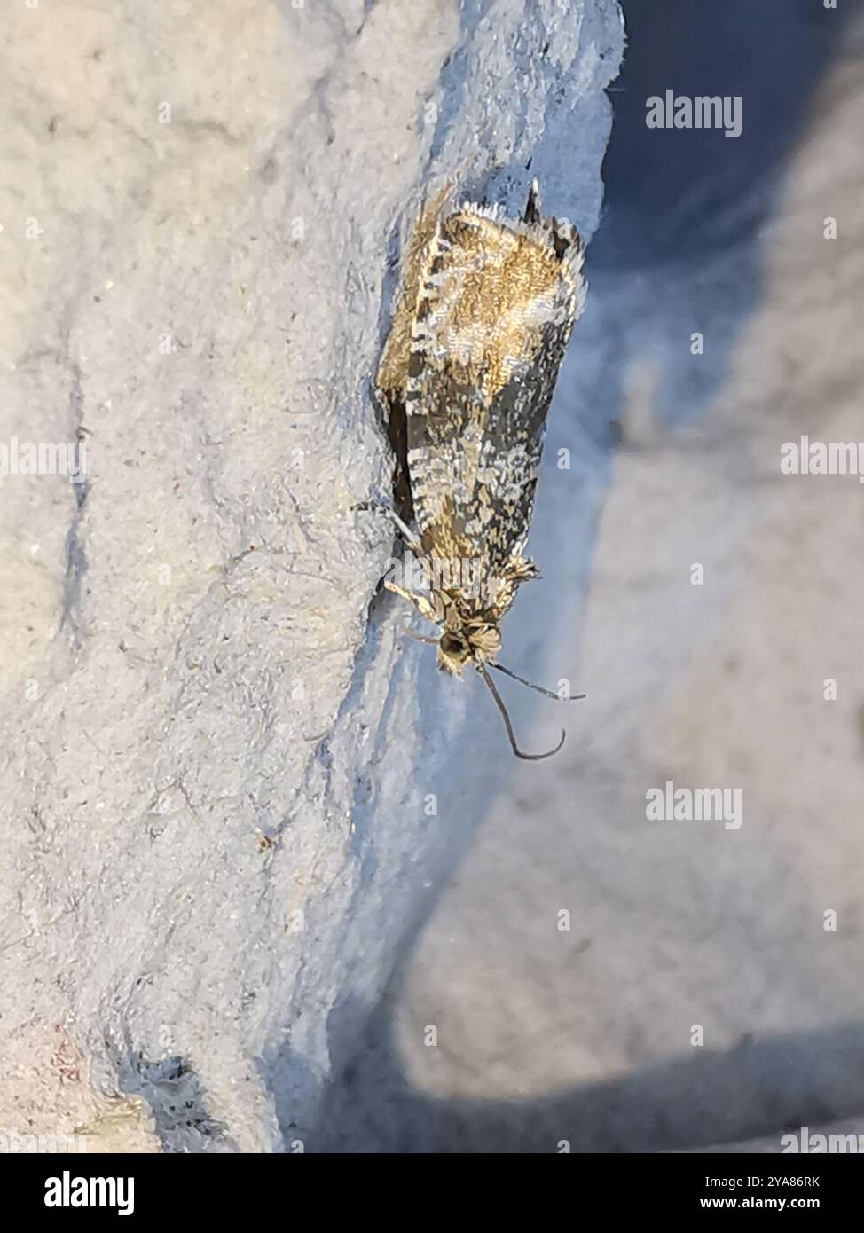 Common Marble (Syricoris lacunana) Insecta Stock Photo - Alamy