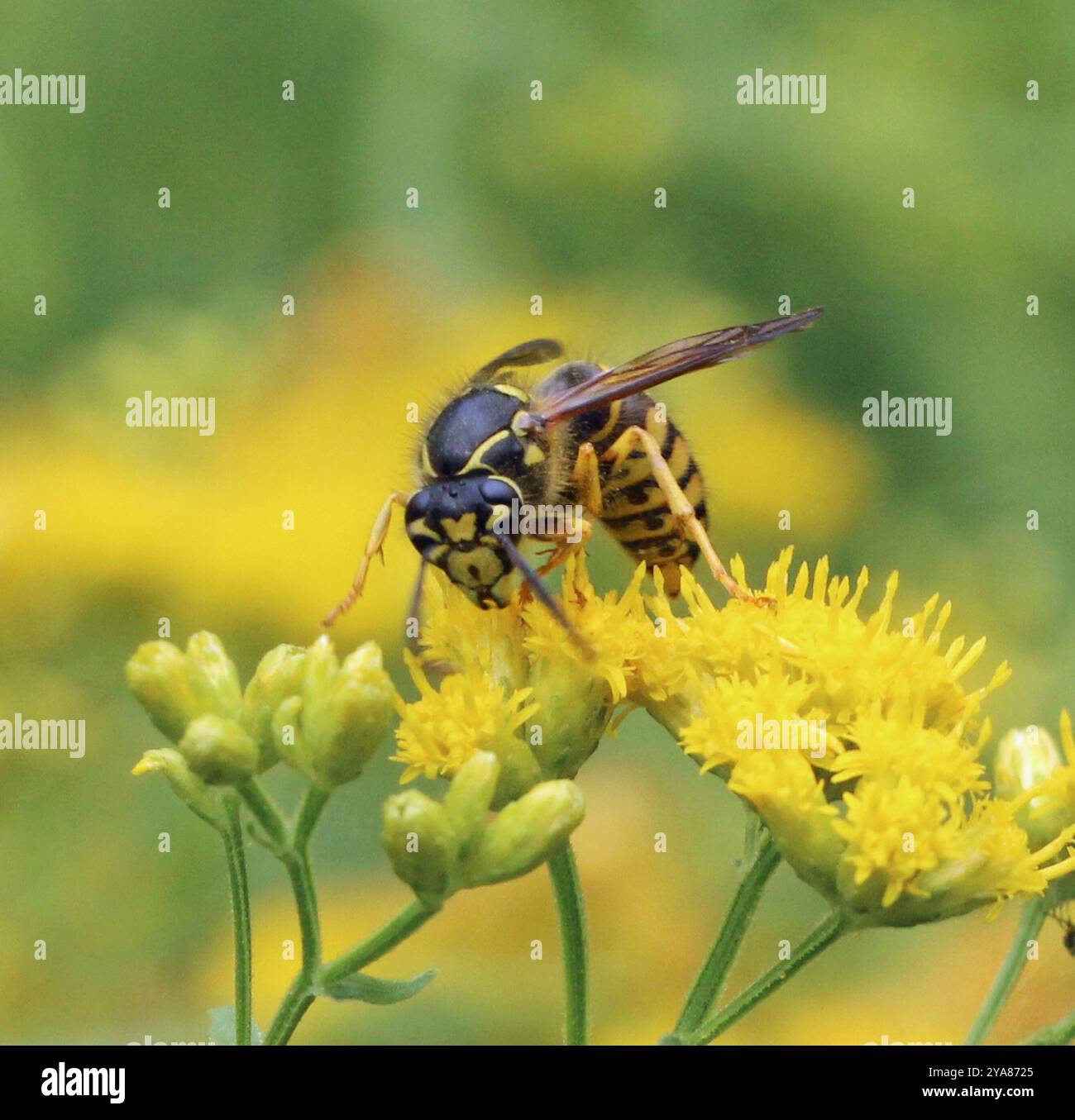 Aeburia Insect Common Aerial Yellowjacket (Dolichovespula arenaria) Insecta Stock ...