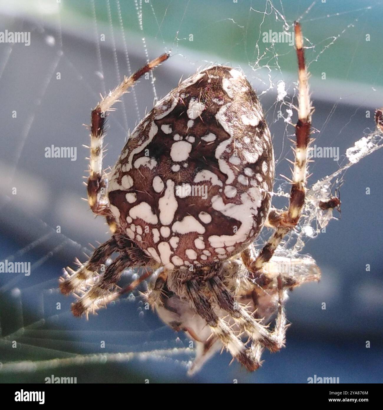 Cross Orbweaver (Araneus diadematus) Arachnida Stock Photo - Alamy