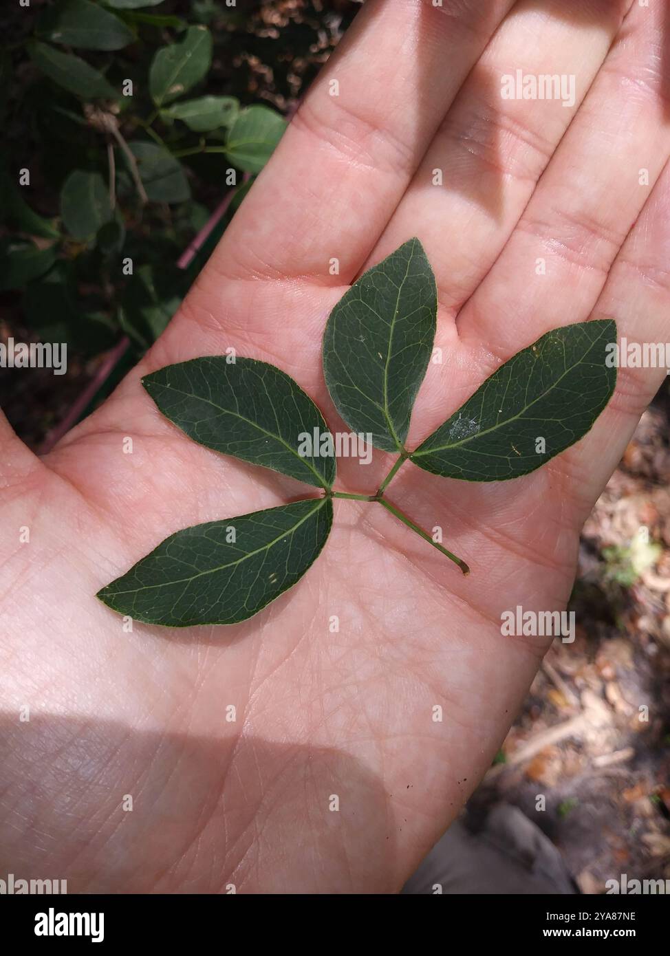 catclaw-blackbead-hi-res-stock-photography-and-images-alamy