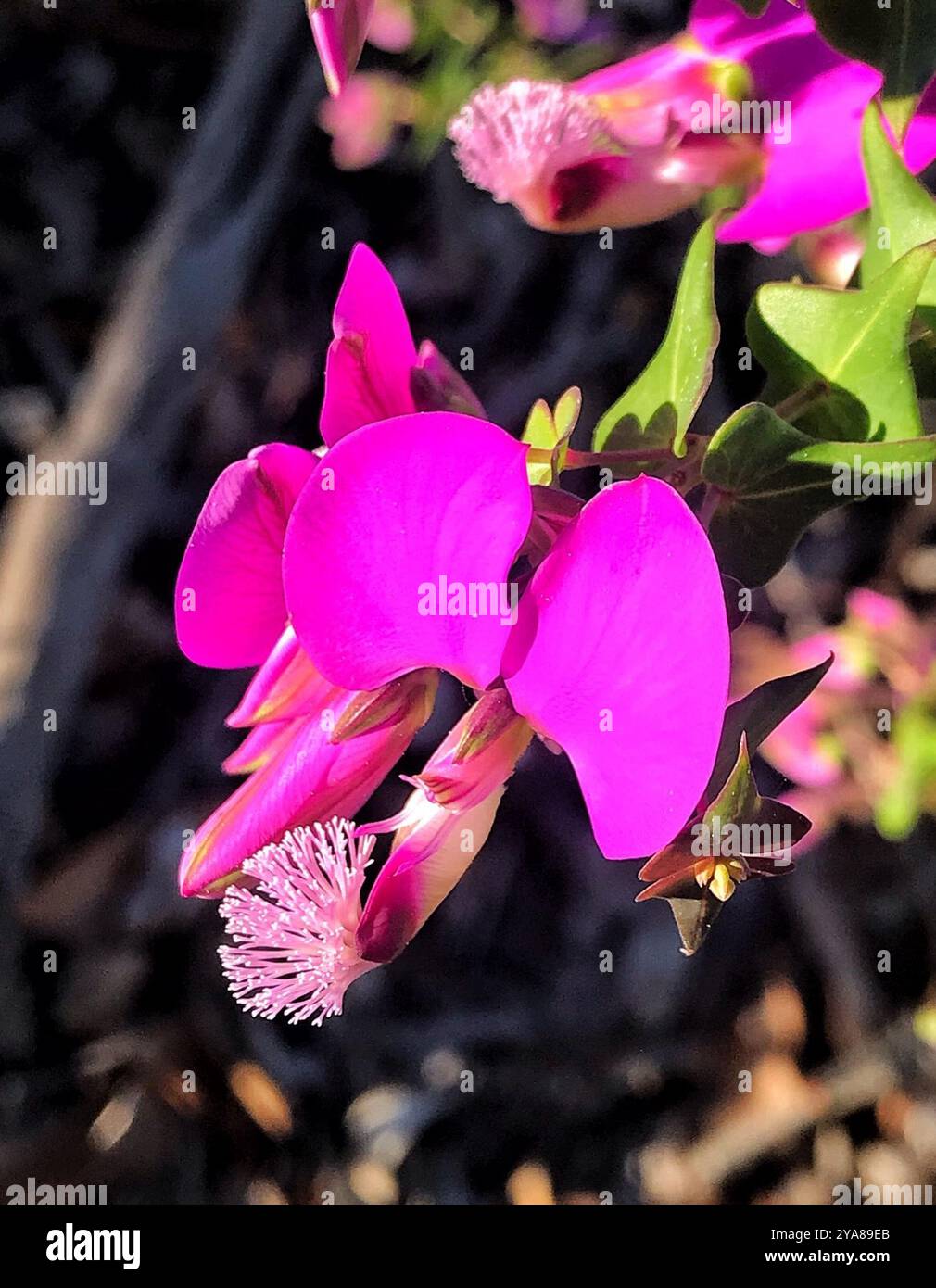 Heartleaf Falsepea (Polygala fruticosa) Plantae Stock Photo - Alamy