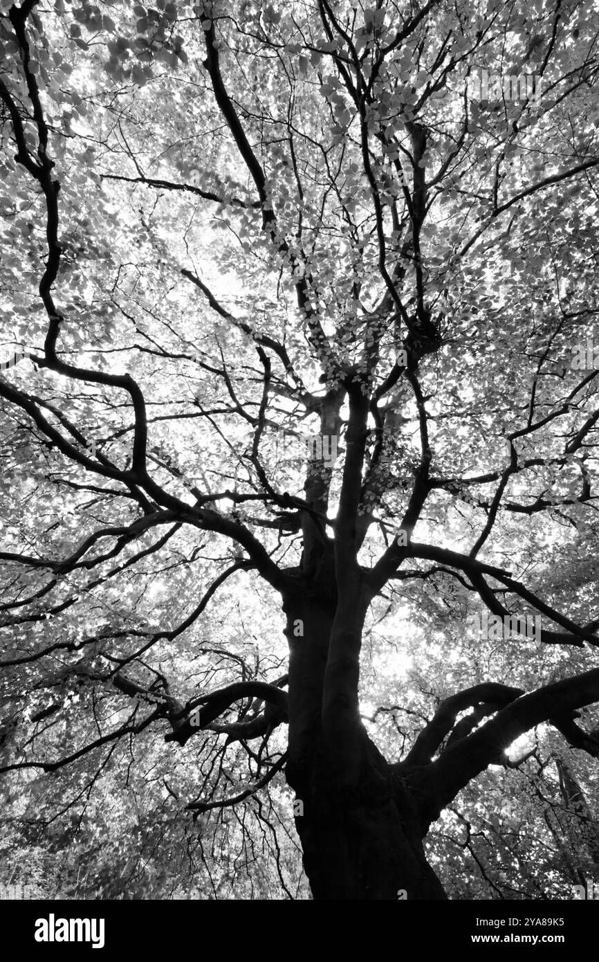 Sunlit tree in wood Black and White Stock Photos & Images - Alamy