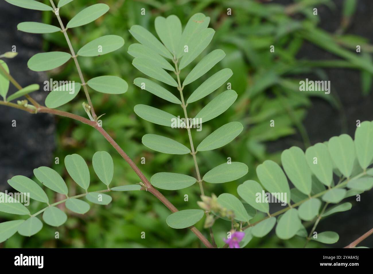 Purple Hoarypea (Tephrosia purpurea) Plantae Stock Photo - Alamy