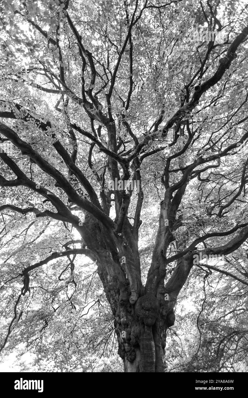 Sunlit tree in wood Black and White Stock Photos & Images - Alamy