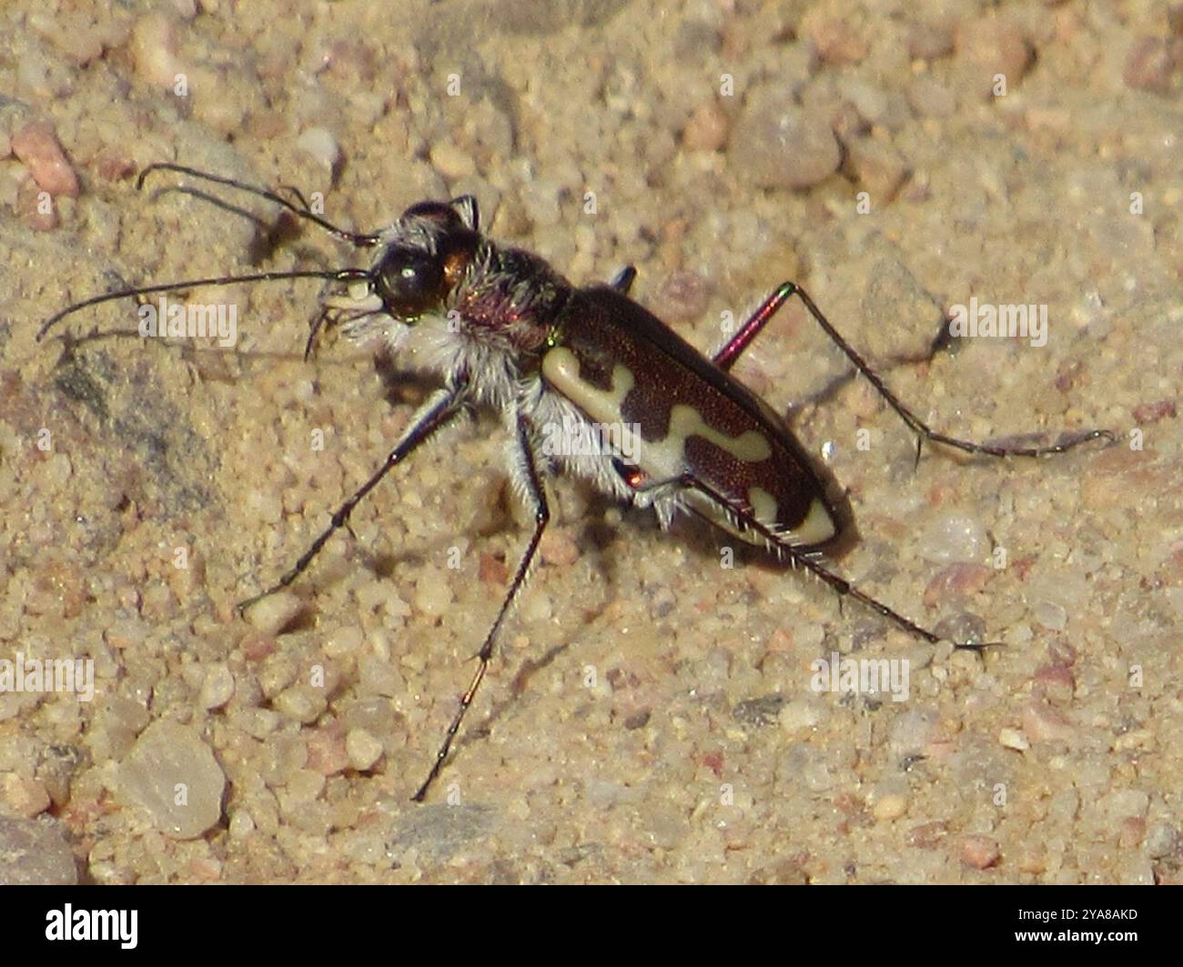 Hairy-necked Tiger Beetle (Cicindela hirticollis) Insecta Stock Photo ...