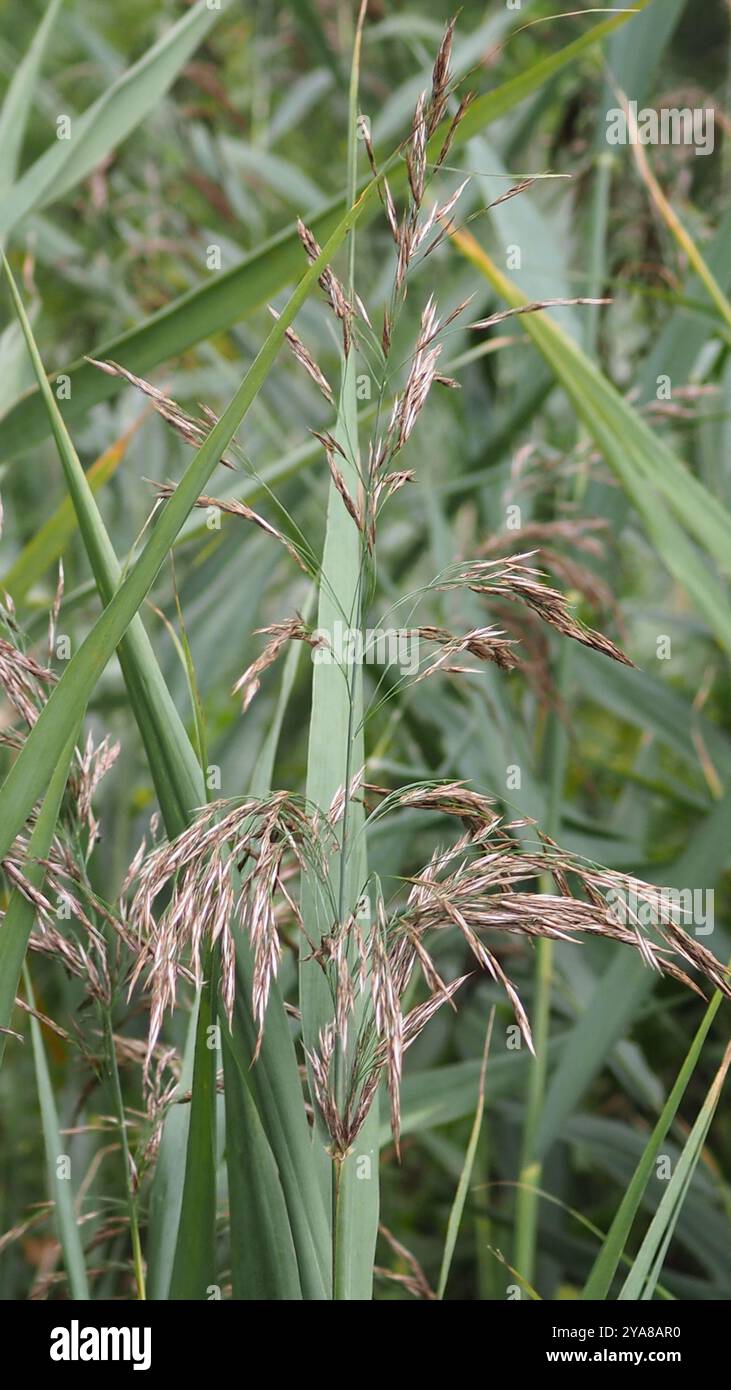 European reed (Phragmites australis australis) Plantae Stock Photo - Alamy
