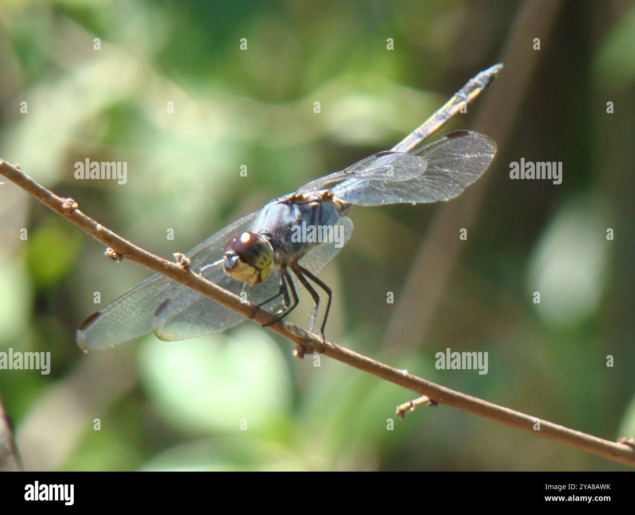 Swampwatcher (Potamarcha congener) Insecta Stock Photo