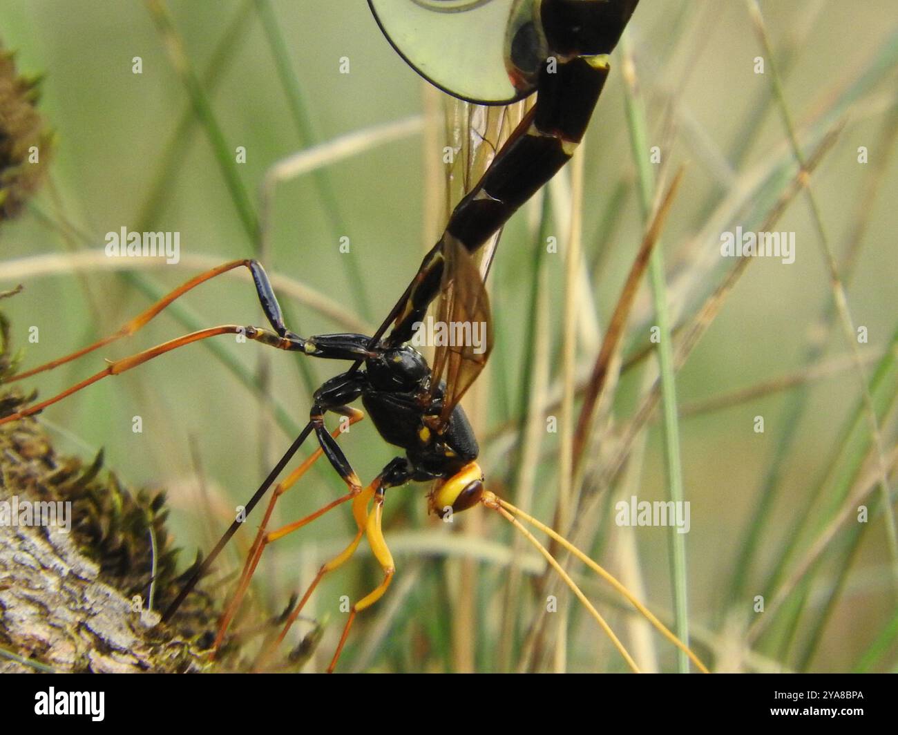 black-giant-ichneumonid-wasp-megarhyssa-atrata-insecta-stock-photo