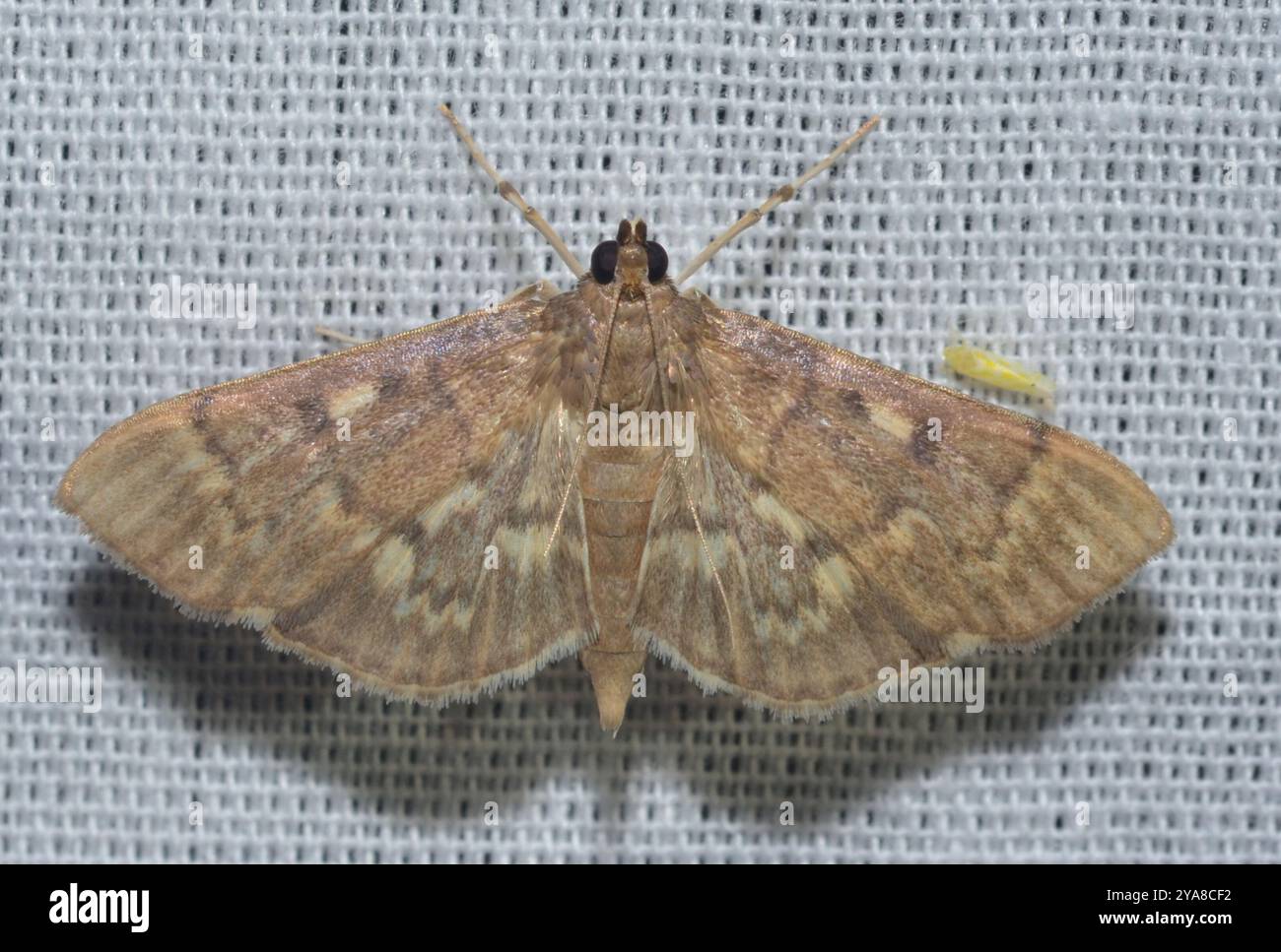 Serpentine Webworm Moth (Herpetogramma aeglealis) Insecta Stock Photo ...