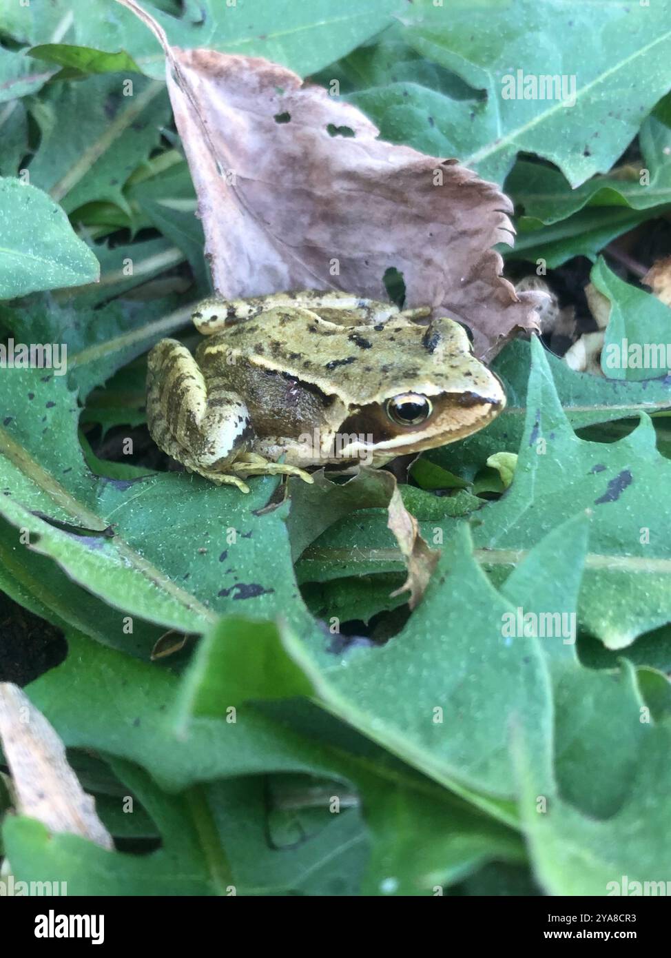European Common Frog (Rana temporaria) Amphibia Stock Photo - Alamy
