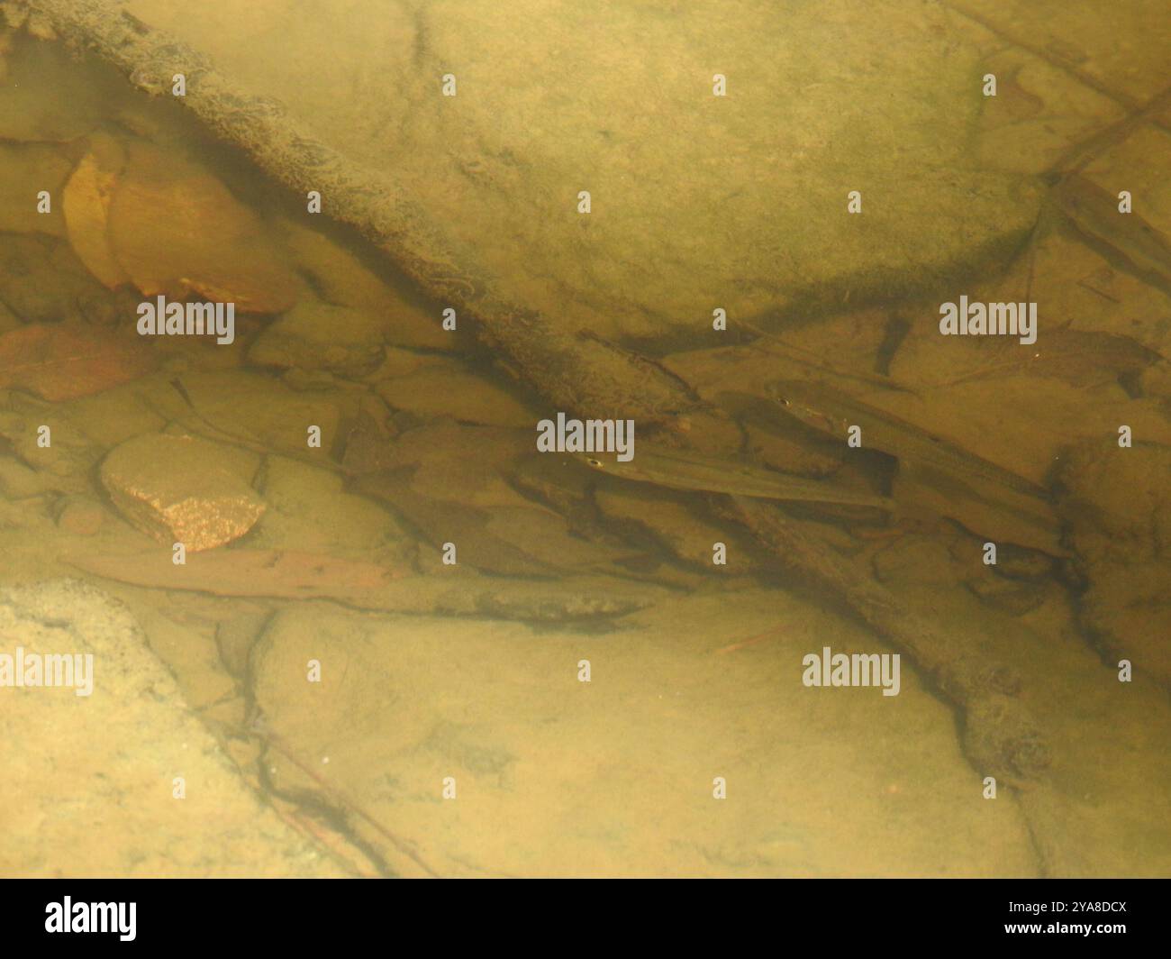 Creek Chub (Semotilus atromaculatus) Actinopterygii Stock Photo - Alamy