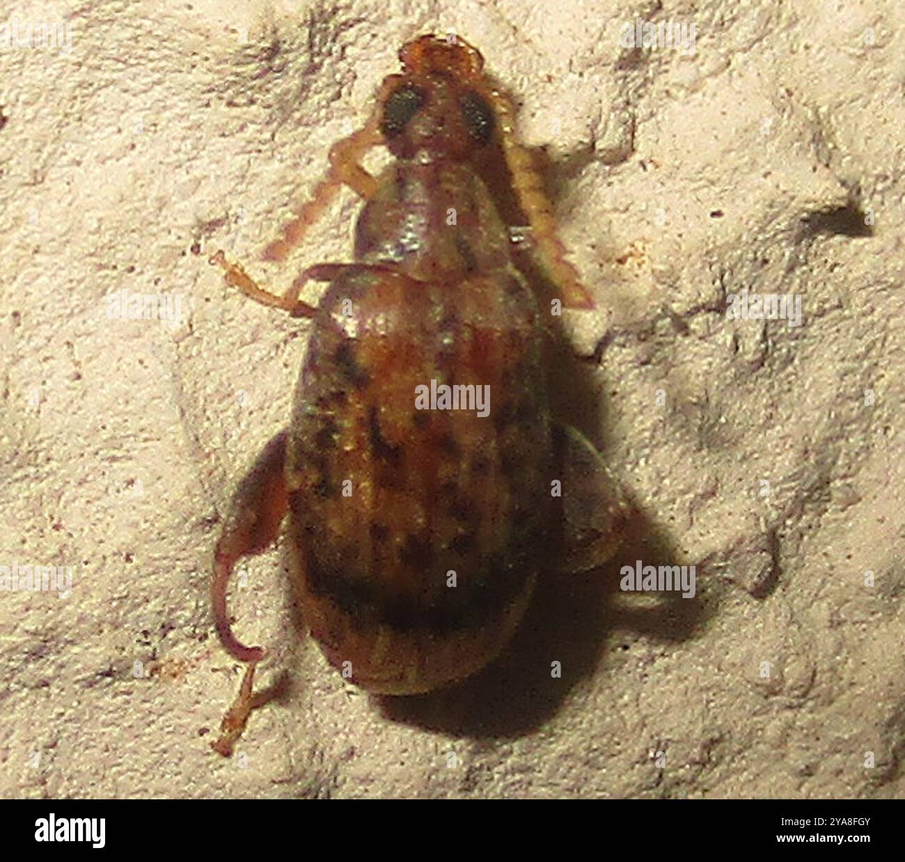 Pea and Bean Weevils (Bruchinae) Insecta Stock Photo - Alamy