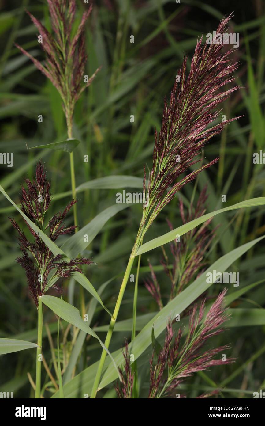 European reed (Phragmites australis australis) Plantae Stock Photo - Alamy