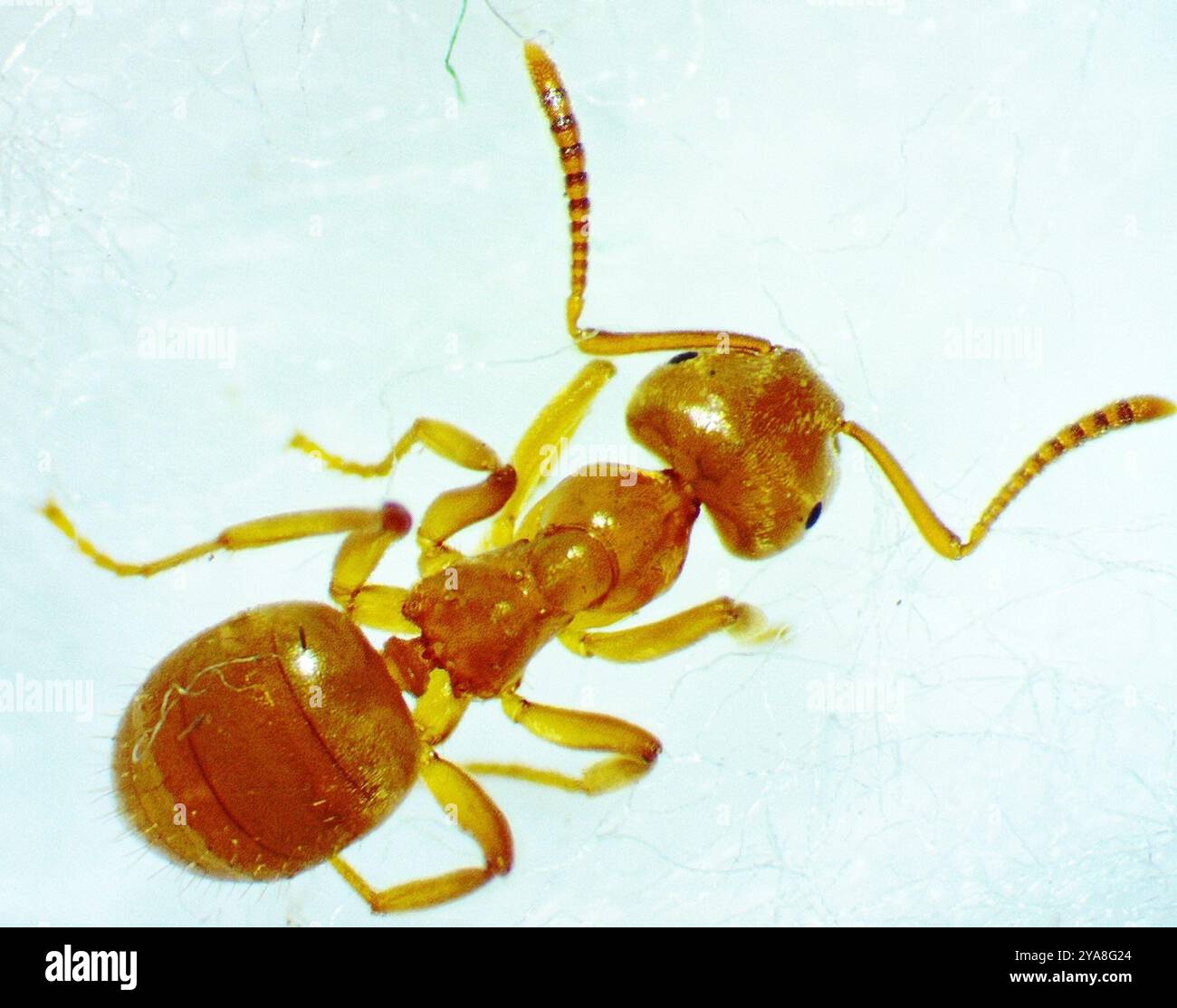 Cell Shaded Insect Lasius aphidicola hi-res stock photography and images - Alamy