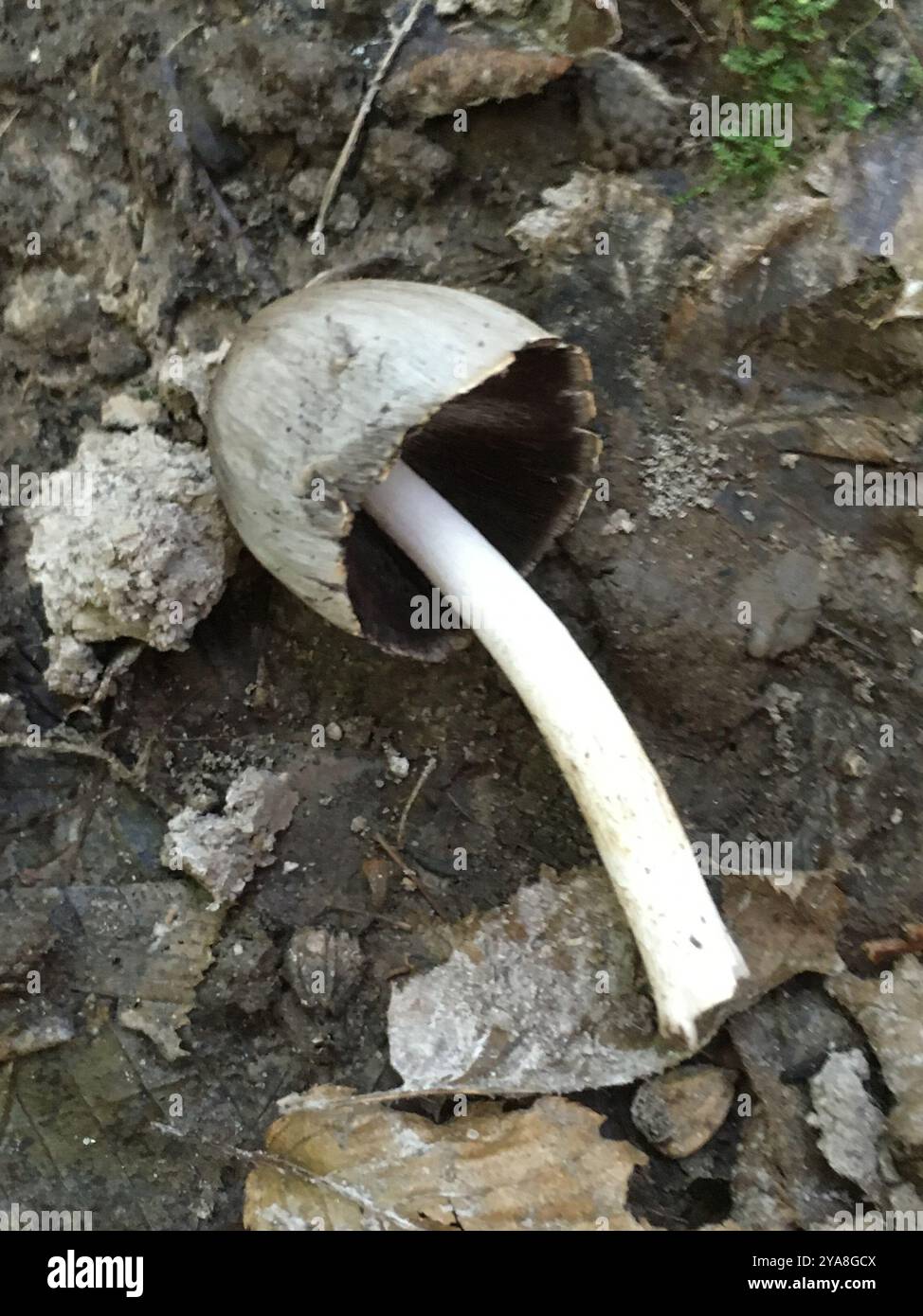 Common Ink Cap (Coprinopsis atramentaria) Fungi Stock Photo - Alamy